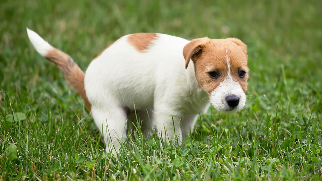 a photo of a white and brown dog pooping on grass
