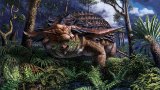 an illustration of Borealopelta markmitchelli, an armored dinosaur eating a mouthful of ferns