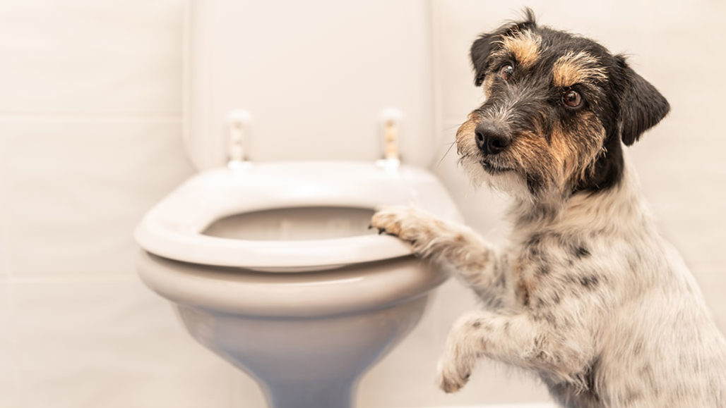a photo of a dog with a paw on the seat of the toilet