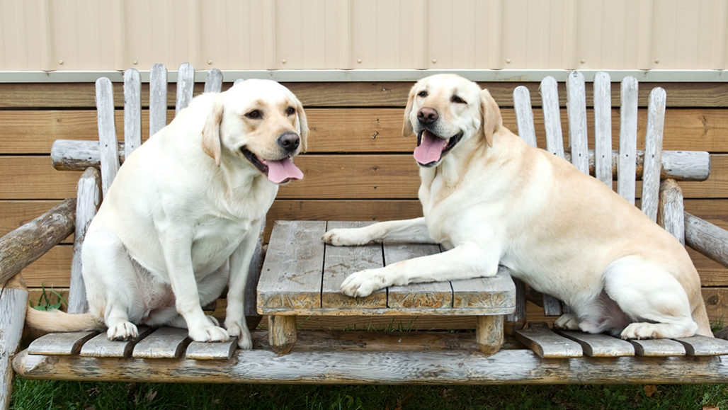 How Old is My Dog in Human Years Calculator : Calculate Your Dog's Age Now