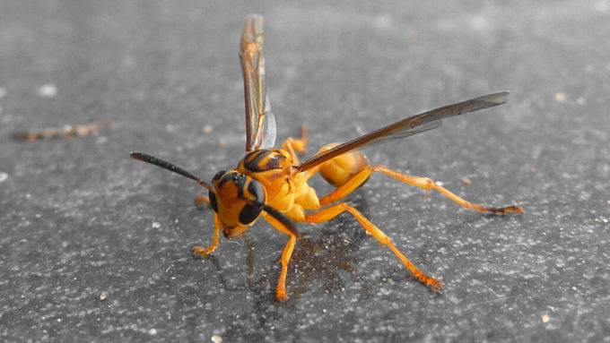Agelaia pallipes wasp