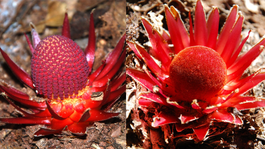 Langsdorffia hypogaea male and female