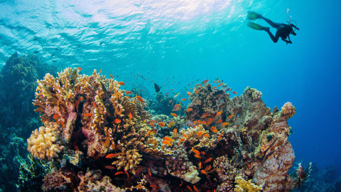 an underwater photo of a coral reef outcrop with many bright fish swimming nearby