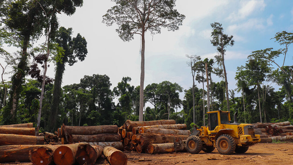 a photo of a clearing in a forest due to deforestation