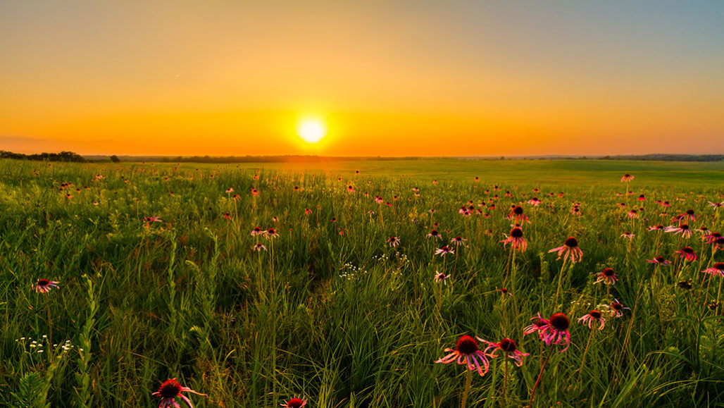 a photo of a prairie at sunset