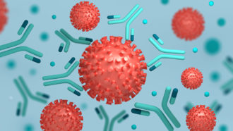 an illustration of Coronavirus & antibodies