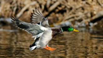 a photo of a duck landing on a body of water
