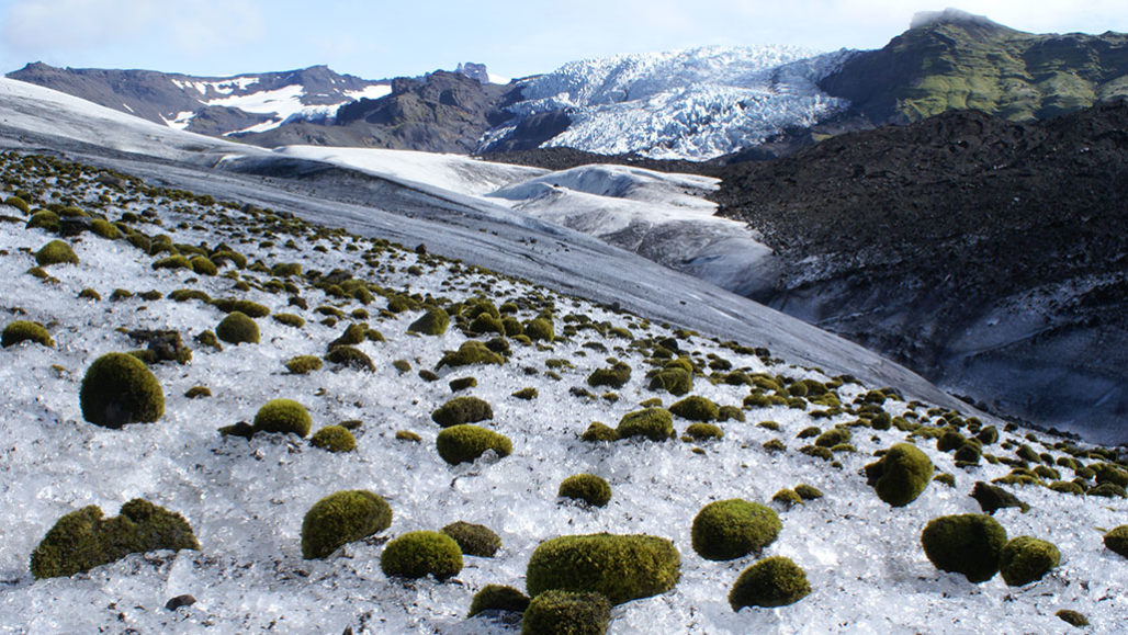 On an Alaskan glacier, little green moss balls roll in herds