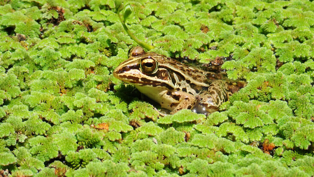 Pond frog