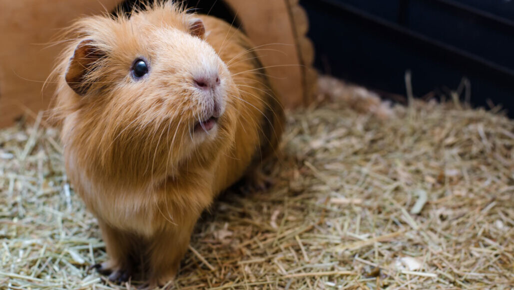 guinea pig