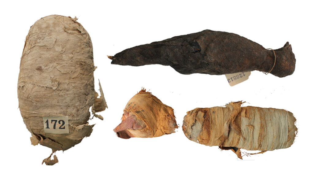 See what these animal mummies are keeping under wraps