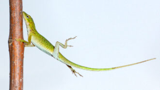 Anolis carolinensis lizard hanging onto a branch when blasted by wind