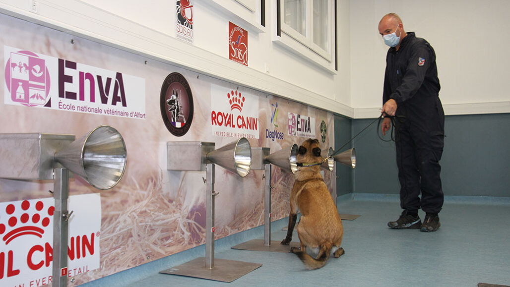 a photo of a dog in front of a cone connected to a box, with her handler