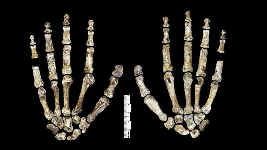 H. naledi hands