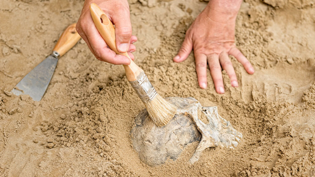 a skull being excavated from the surrounding soil