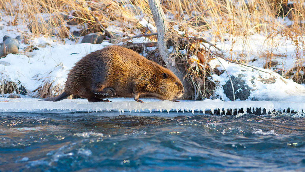 a beaver walks on ice next to flowing water