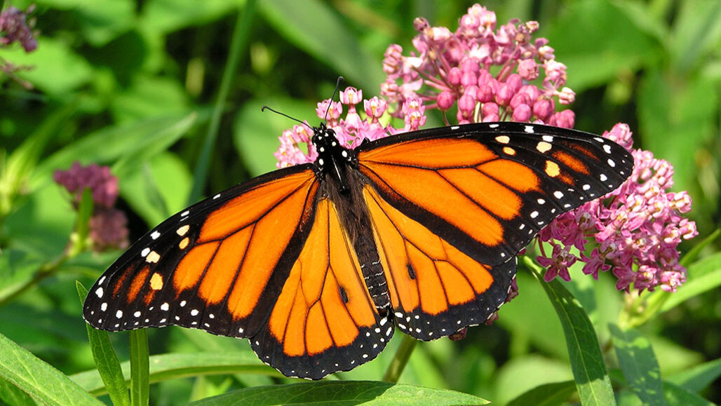 A monarch butterfly sipping nectar from swamp milkweed flower.