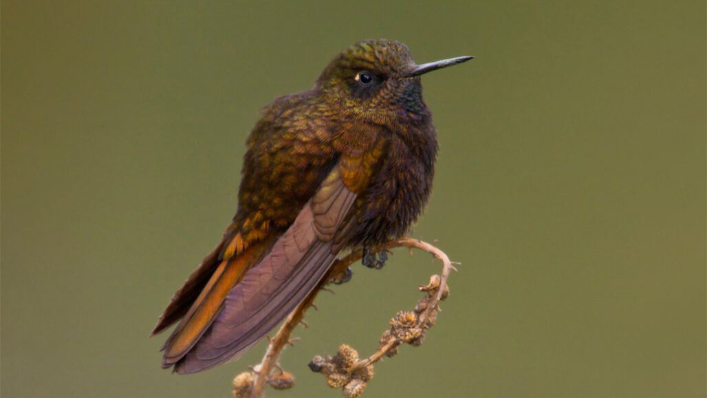 black metaltail hummingbird