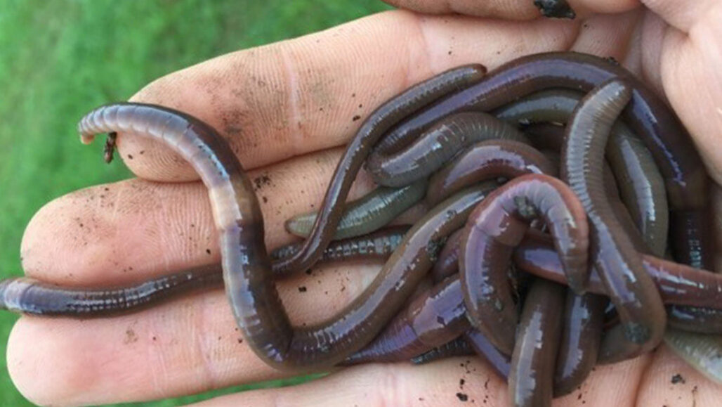 Jumping 'snake worms' are invading U.S. forests