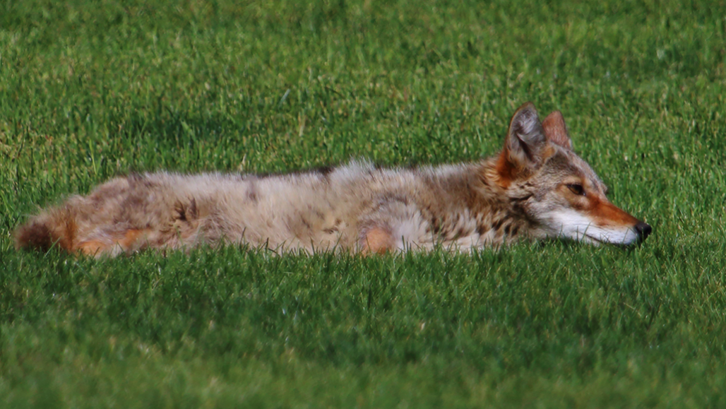 a coyote lying on a green lawn