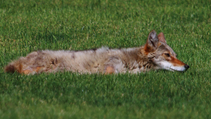 a coyote lying on a green lawn