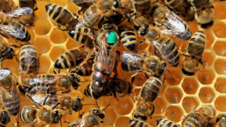 a top-down photo of a queen bee with a paint dot on her thorax in her hive - there are worker bees around her