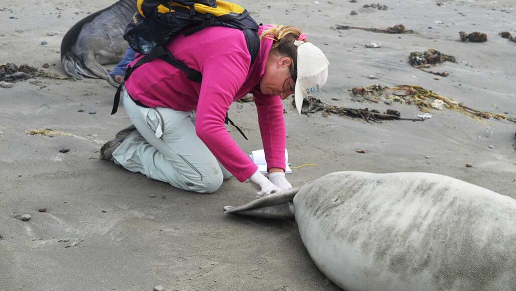 a photo of Maria Soledad Leonardi bending over the back flipper of a southern elephant seal pup