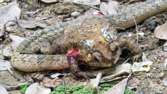 small-banded kukri snake tearing open toad stomach