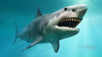 Megalodon shark illustration