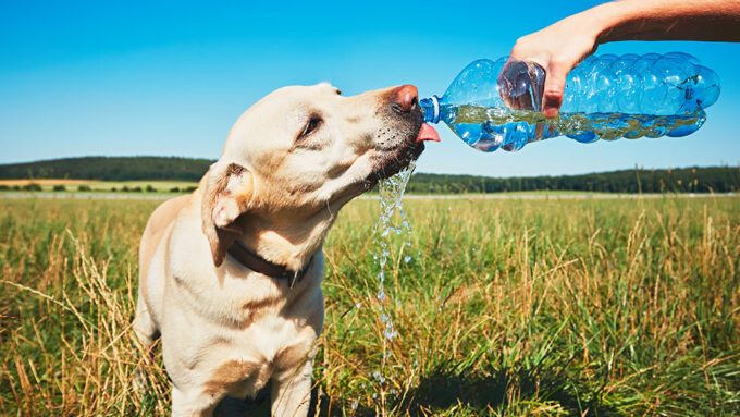 a photo of a dog drinking from a water bottle in a field on a sunny day