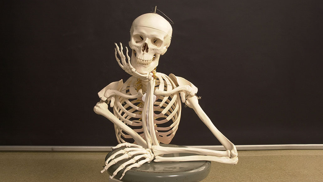 a photo of a model of a skeleton sitting in front of a chalkboard