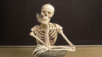 a photo of a model of a skeleton sitting in front of a chalkboard