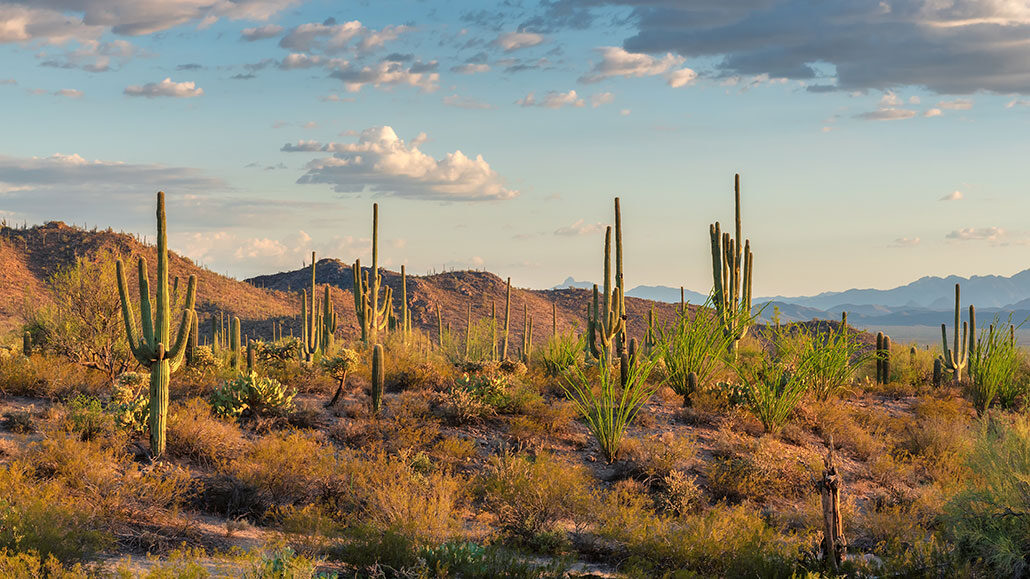 a photo of catcus in the Sonoran desert