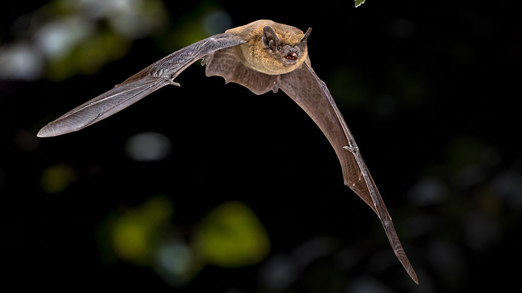 a bat flying in front of a dark forest background