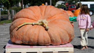 a photo of giant pumpkin