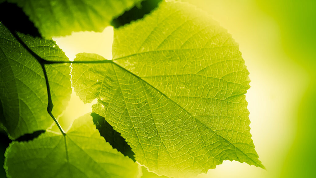 green leaves lit up from behind with sunlight