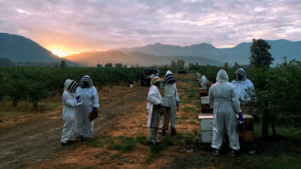 a photo of bee researchers in beekeeper suits checking beehives on a farm