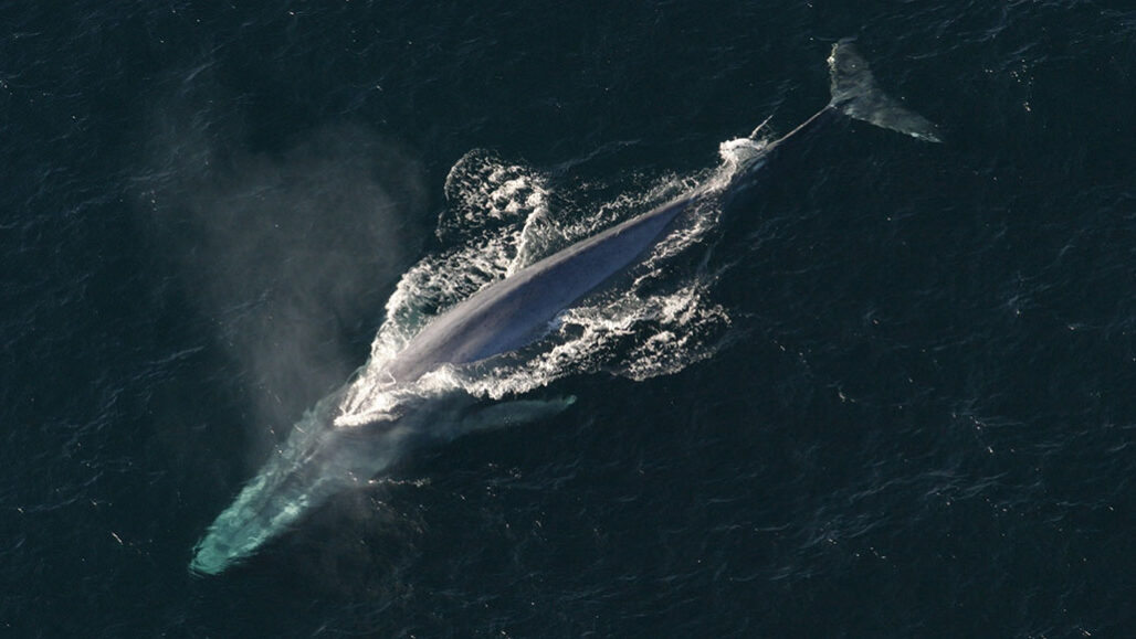 Whales get a second life as deep-sea buffets