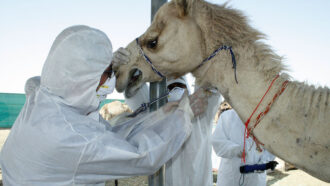 taking a camel tracheal sample