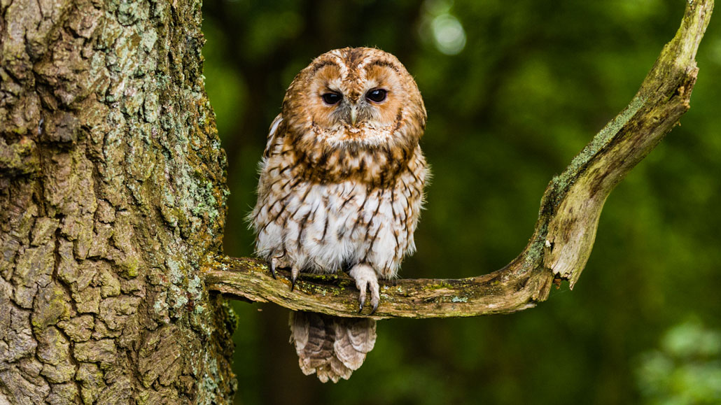 a photo of a tawny owl sitting on a tree branch