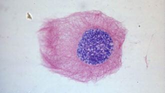 a microscopic image of a cell and its nucleus