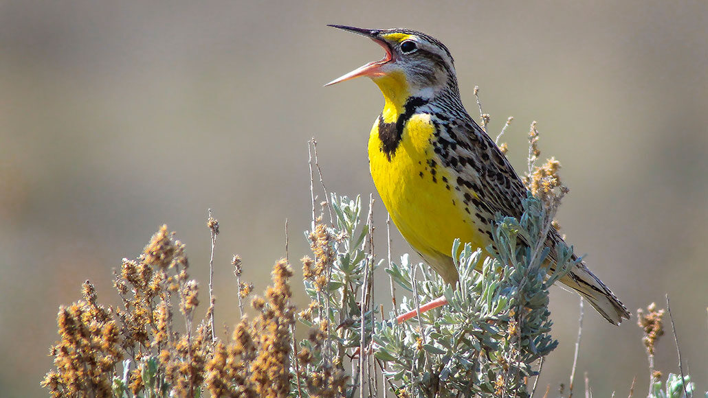 a photo of a western meadowlark singing