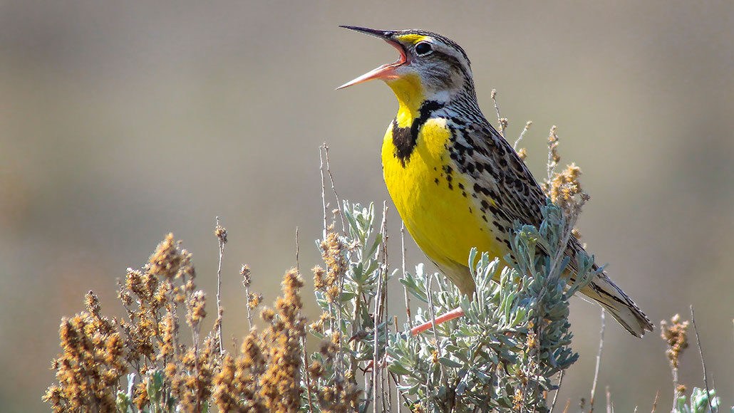 Birds of prey face global decline from habitat loss, poisons