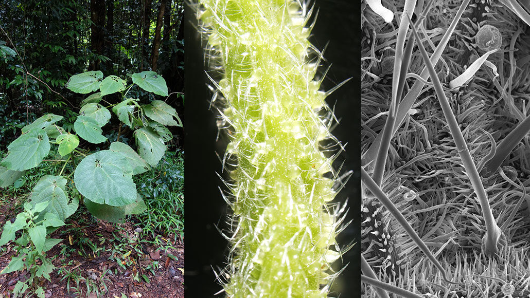 a composite image showing a stinging tree, a petiole, and the needle hairs on the tree