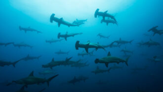 a school of hammerhead sharks swimming through ocean water