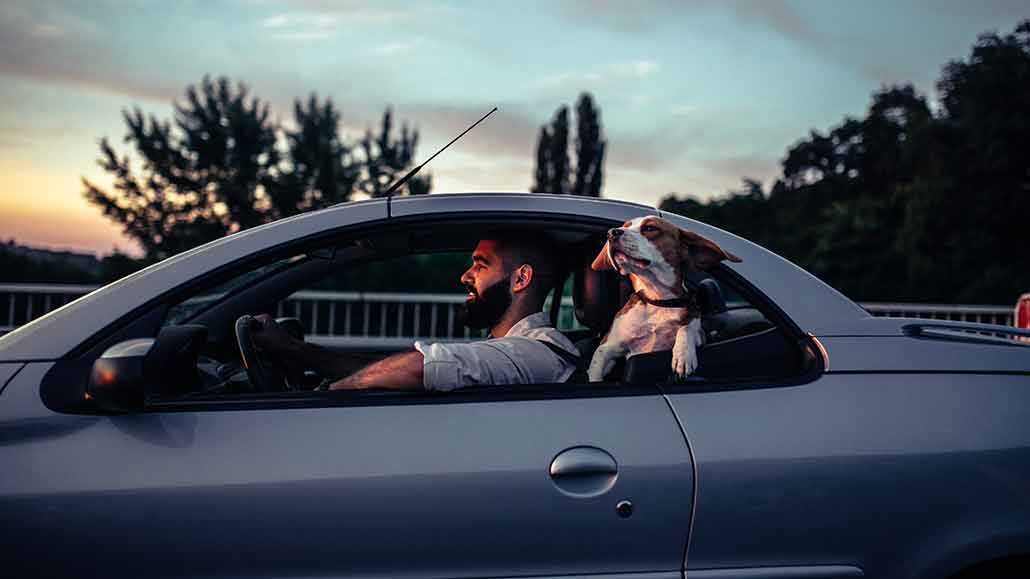 a photo of a guy driving a car at sunset, his dog is hanging out the back window happily