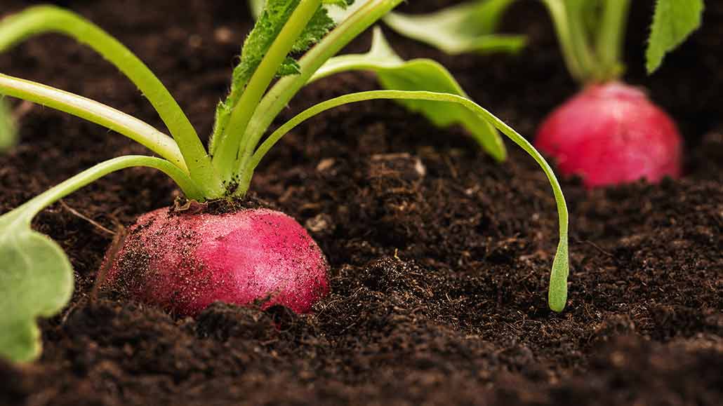 How to grow your own science experiment