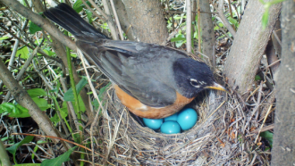 a robin and eggs in her nest