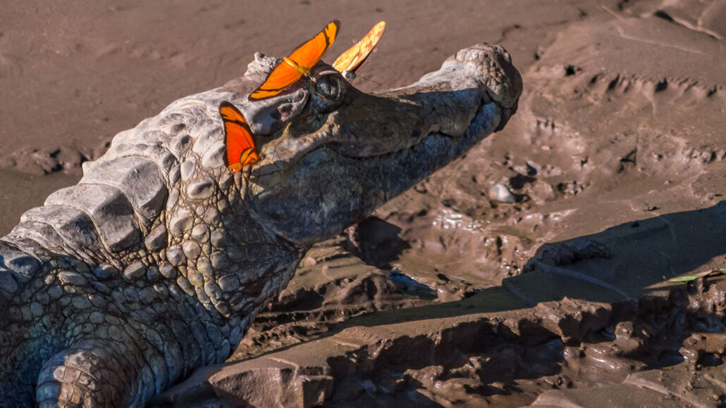 a caiman with butterflies waiting to sip its tears