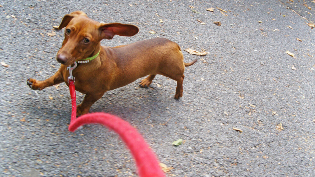 dog on a leash